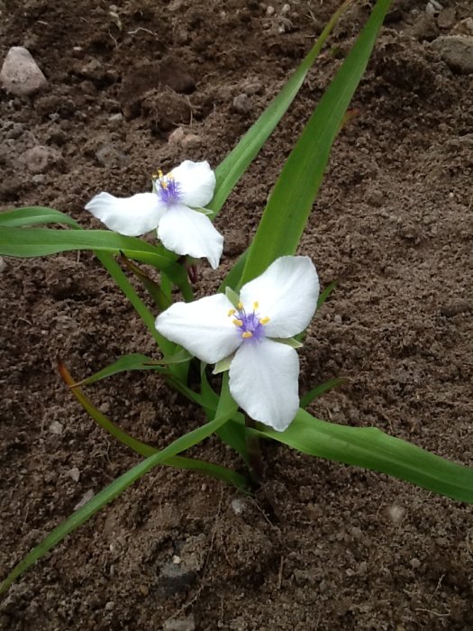 Vita tremastarblommor mot en jordbakgrund i en trädgård under anläggning.