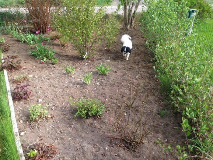 Trädgård med nylagda markstenar, planteringar inklusive julrosor, och hund som utforskar.