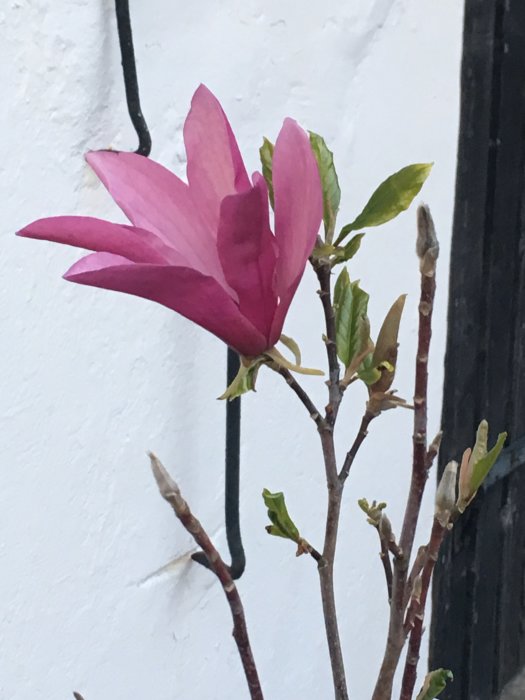 Blommande magnolia med rosa blommor och gröna blad mot en vit vägg.