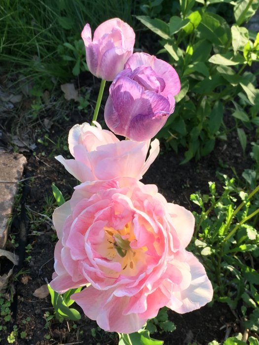 Blommande tulpaner med pionliknande kronblad i nyanser av rosa och lila, planterade i en trädgård.