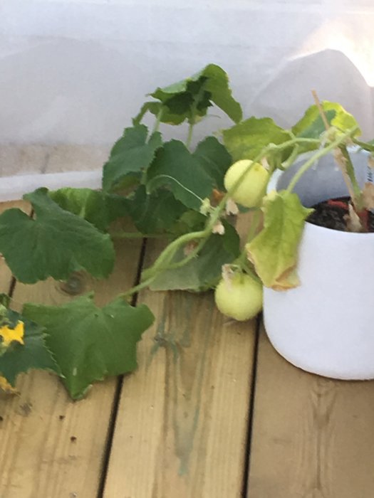 Ung äppelgurka på gren i vit kruka mot trägolvsbakgrund, med gula blommor och gröna löv.