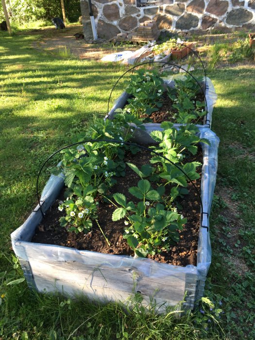 Jordgubbsplantor som växer kraftigt i en pallkrage i en trädgård med blommande blommor och grönskande lövverk.