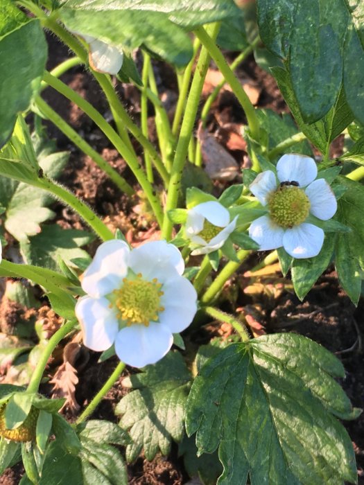 Närbild av jordgubbsplantor med vita blommor och gröna blad i trädgårdsjord i solljus.