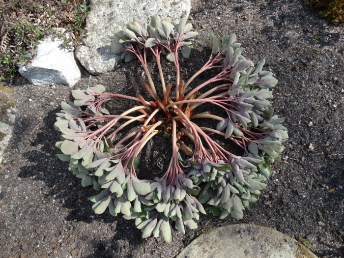 Paeonia mlokosewitschii, även kallad svavelpion, som är utspridd på marken under tidig maj.