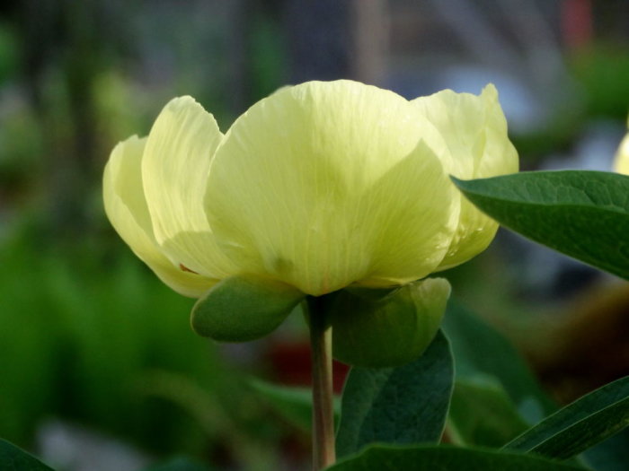 Svavelpion (Paeonia mlokosewitschii) i blom under ljusa vårdagar.