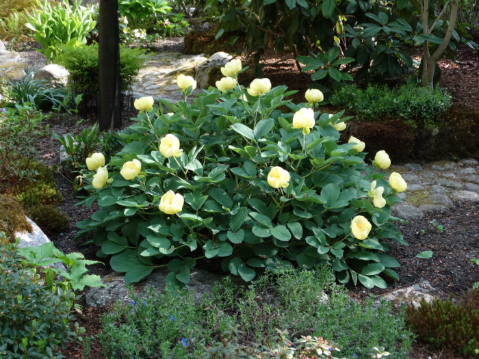 Ljust gulblommande Paeonia mlokosewitschii (svavelpion) i en trädgård skyddad under frostnätter.