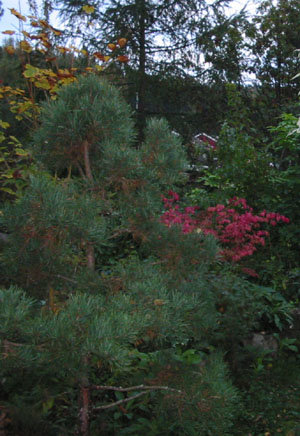 Trdgrden_oktober_2006_013.jpg