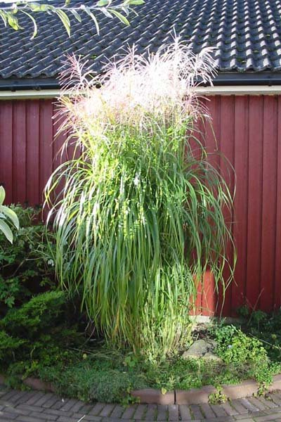 Miscantus_sinensis_Silberfeder.jpg