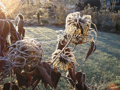 Clematis_fusca_med_frost.jpg