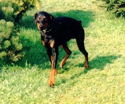 dobermann.jpg