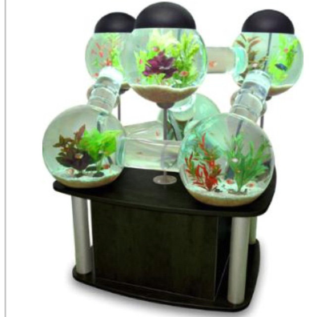 Innovativt flerbubbligt akvarium med genomskinliga gångar för fiskar.