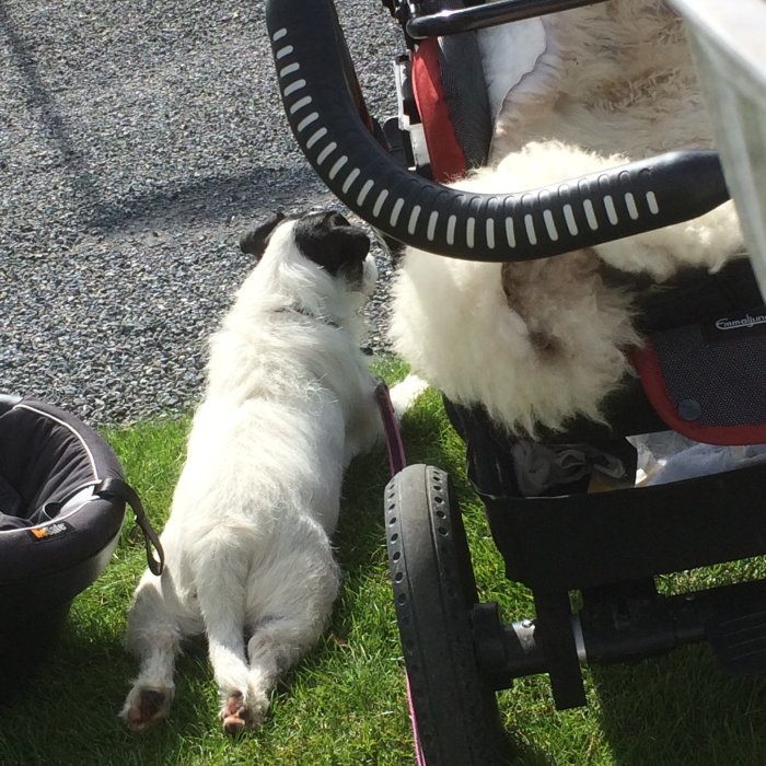 Hund ligger på gräsmatta bredvid barnvagn under stomrest av hus.