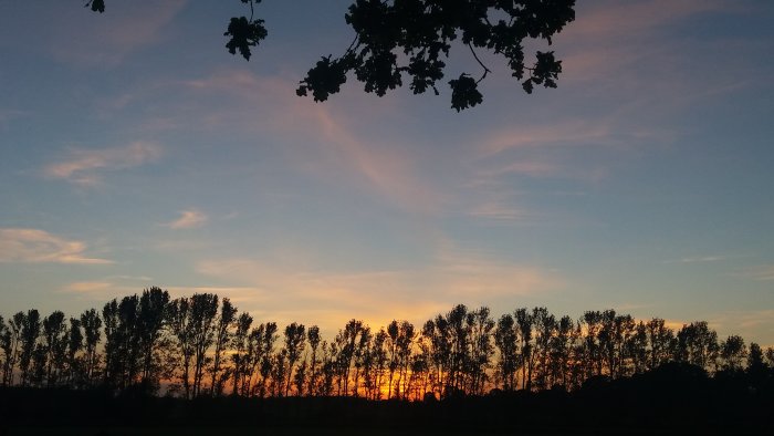 Solnedgång bakom en silhuett av träd med färgglad himmel och lövverk i förgrunden.