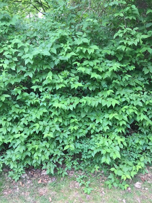 Tät vegetation med gröna blad och potentiellt djupt rotsystem, svårt att rycka upp.