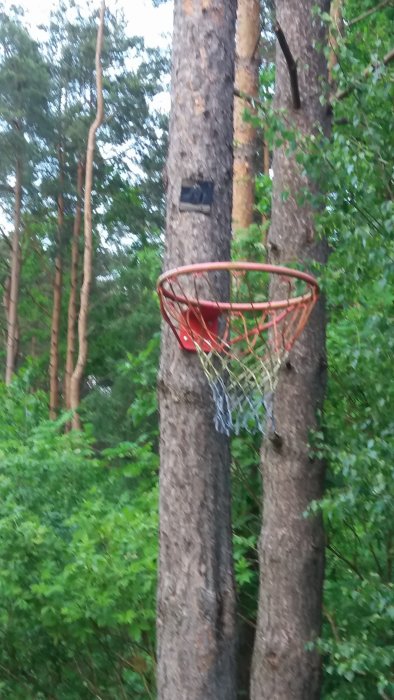 En rostig basketkorg fäst vid en tall med ett svart GoPro-fäste ovanför, i en skoglig miljö.