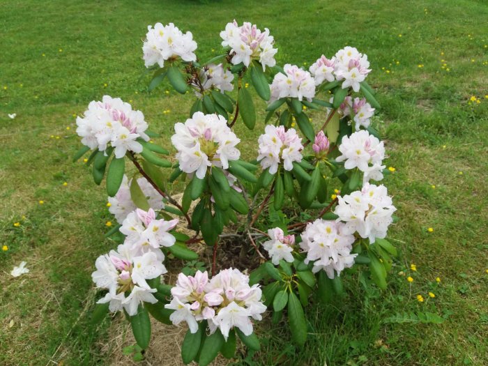 Utslagna vita och rosa blommor på en rhododendronbuske mot en gräsmatta.