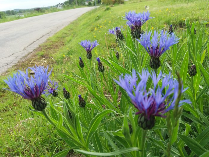 Blå blommor i förgrunden med utslagna kronblad vid vägkant, med gröna blad och knoppar.