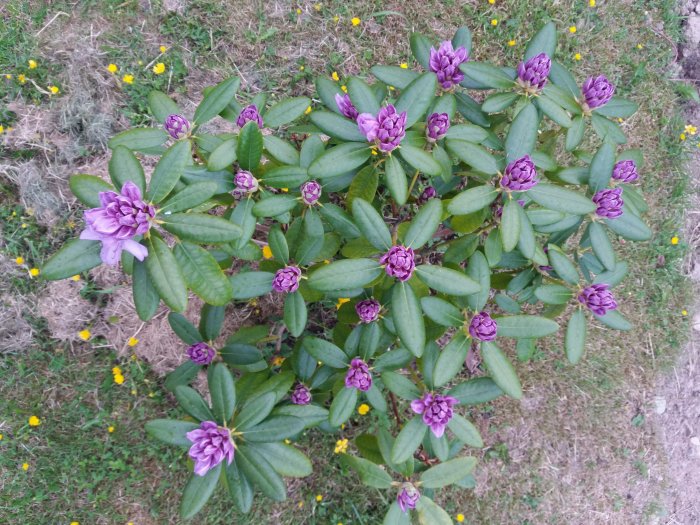 Rhododendronbuske med lila utslagna blommor och knoppar mot gräs med gula blommor.