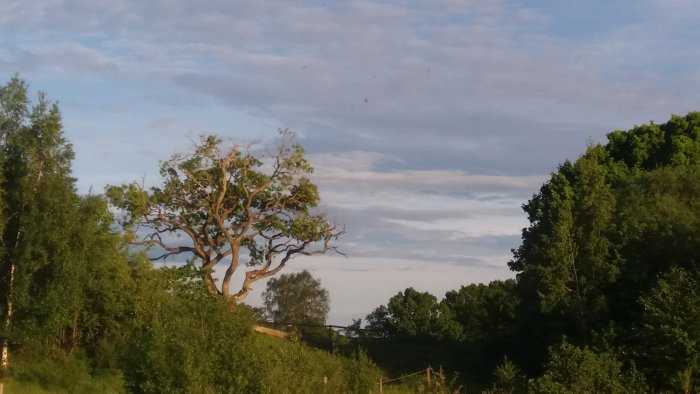En avskalad trädgren mot en blå himmel omgiven av gröna träd och buskar i kvällsljus.