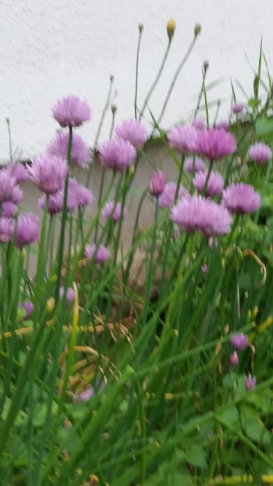 Alt: Lila gräslöksblommor i full blom med gröna stjälkar mot en suddig vit väggbakgrund.