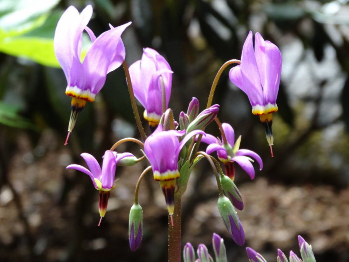Lila Dodecatheon dentatum, tolvgudablomma, i blom mot oskarp naturbakgrund.