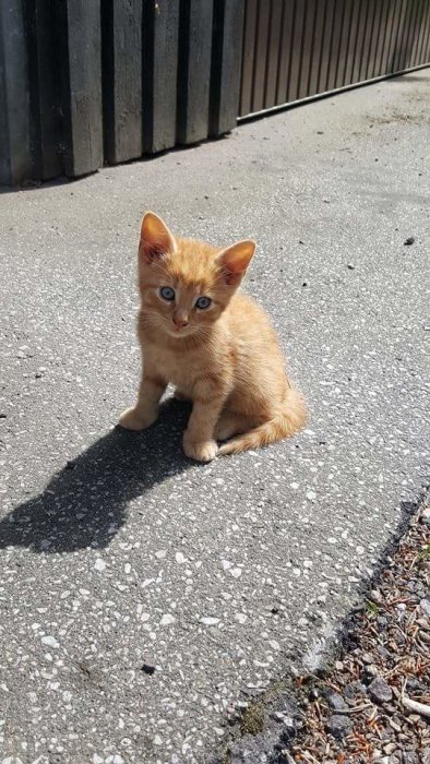 Orange kattunge som sitter på en grå trottoar med en mörk staketbakgrund.