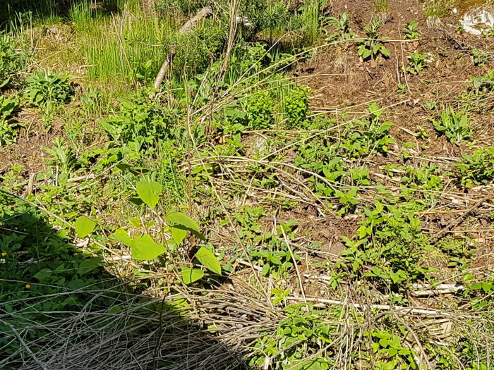 Trädgårdsområde med nytt skott efter glyfosatbehandling mot bestånd, omgivet av grönska.