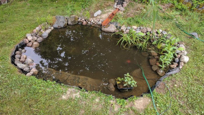 Trädgårdsdamm med nyplanterade växter och stenar runt kanten, synlig dammduk och trädgårdsverktyg.