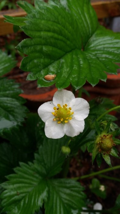 Jordgubbsblomma med vita kronblad och gula ståndare, unga jordgubbsfrön och gröna blad i bakgrunden.