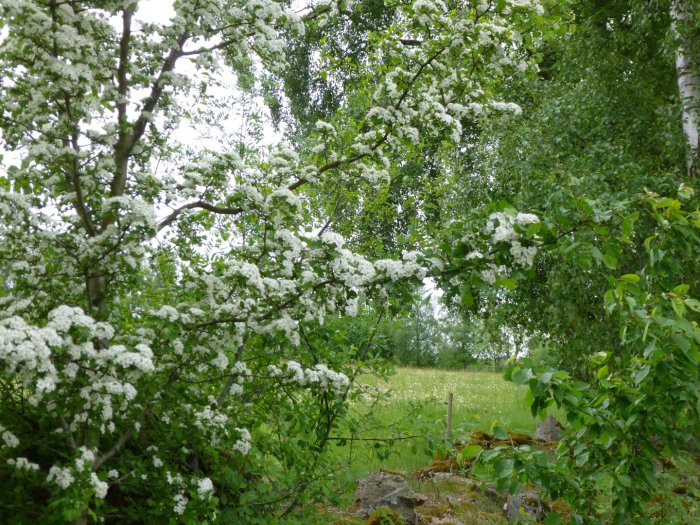 Blommande träd med vita blommor och taggar mot en bakgrund av gröna lövverk och en äng.