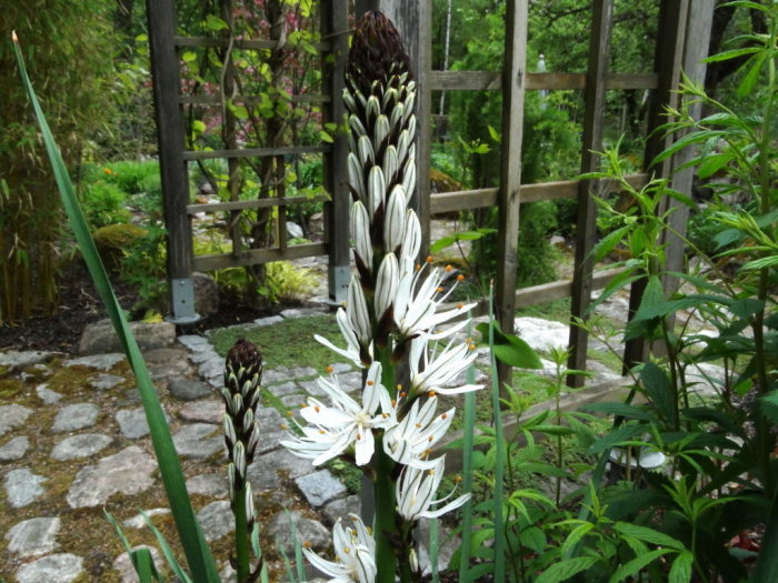 Blommande Asphodelus albus (vit asfodill) i en trädgård med trästaket och stenbelagd gång i bakgrunden.