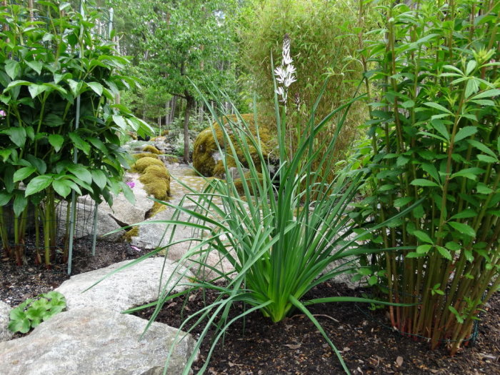 Asphodelus albus, vit afodill i blom i en trädgård med stenar och gröna växter.