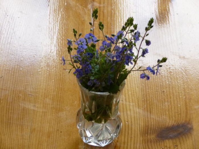 Kvistar av blå små blommor, troligtvis Teveronika, i en genomskinlig vas på ett träbord.