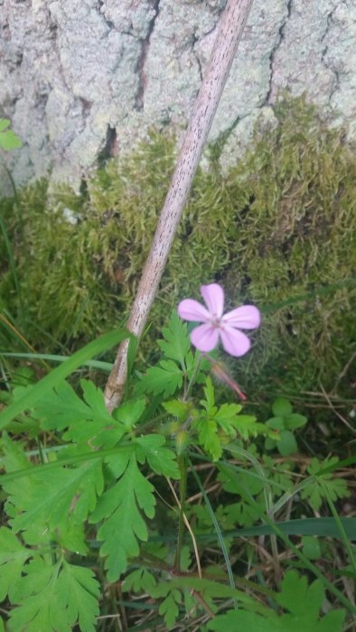 Ljusrosa vildblomma med fem kronblad och ljust gröna blad vid en mossa täckt sten.