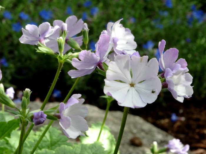 Blommande praktvivan Primula sieboldii i lila och vita nyanser mot suddig grön och blå bakgrund.