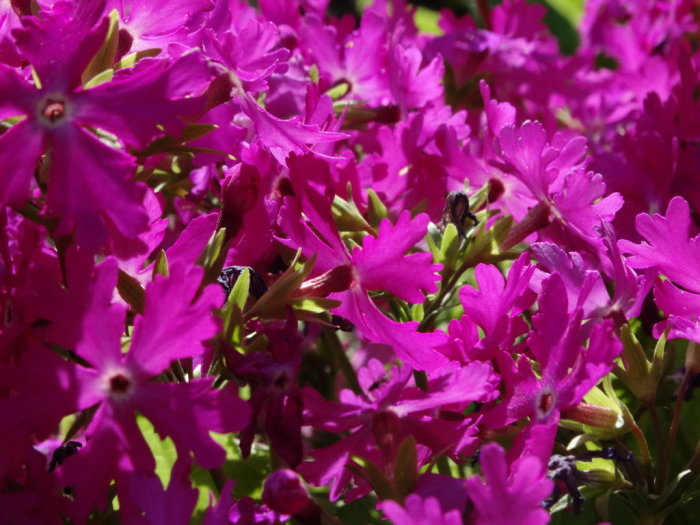 Ljusröda Primula sieboldii, eller praktvivor, blommar i trädgården med fokus på blommornas detaljer.