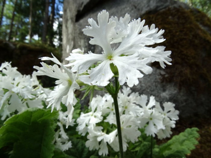 Vit praktviva Primula sieboldii i blom mot en bakgrund av mossbeklädda stenar.