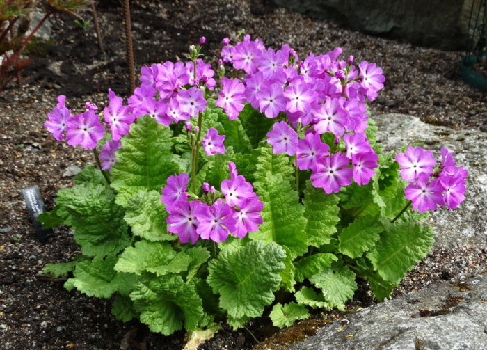 Lila blommande Primula sieboldii i trädgård med frodiga gröna blad på marken.