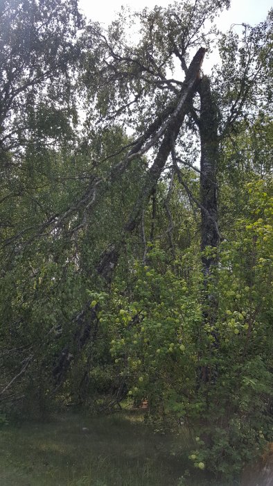 Björk som gått av och lutar mot sin egen stam i en skogsmiljö.