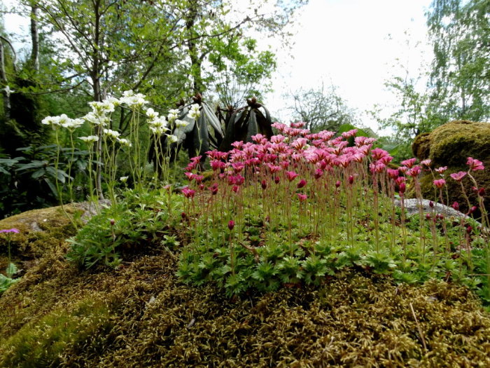 Grupper av vita och rosa Saxifraga blommor som växer i mossa på en sten.