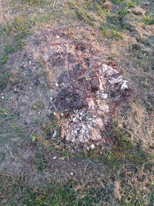 En nedbruten stubbe i gräset som visar tecken på förruttnelse, omgiven av grön vegetation.