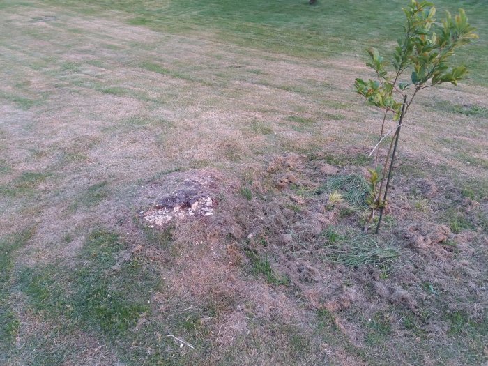 Rutande trädstubbe bredvid ett ungt träd på en gräsmatta.