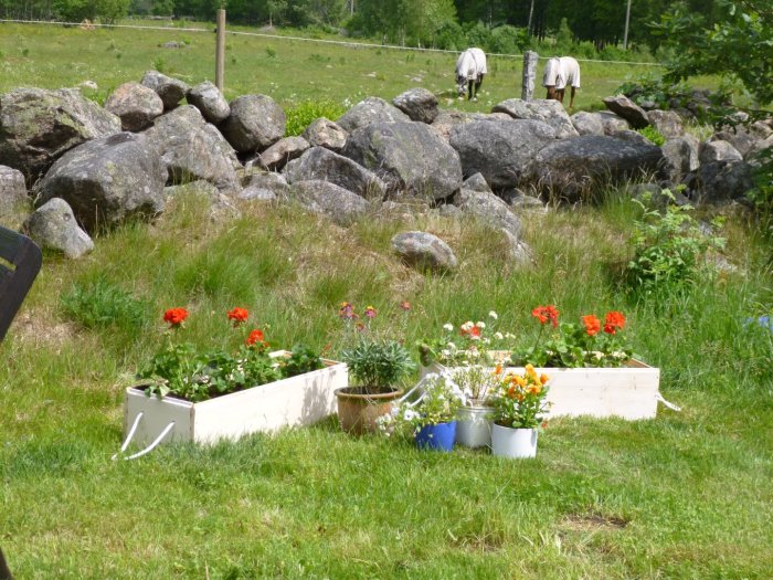 Odlingslådor med blommor framför stenmur, hästar i bakgrunden.