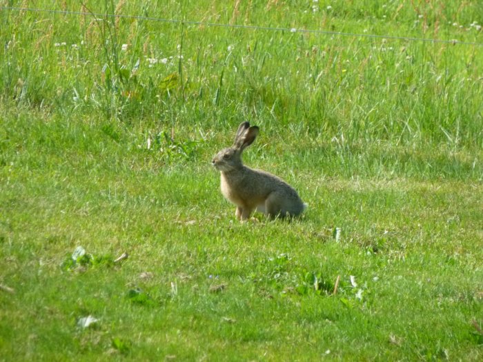 Hare som betar i en grön trädgård med otydliga odlingslådor och stängsel i bakgrunden.