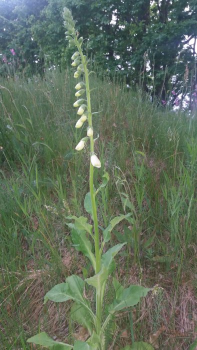 En blommande växt med vita klockformade blommor på en stång, omgiven av grönt gräs.