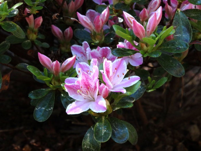 Rhododendron 'Kermesina Rose' med rosa blommor och gröna blad, tidigare kända som azaleor.