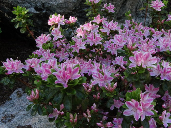 Rhododendron 'Kermesina Rose' med rosa blommor och gröna blad mot en stenig bakgrund.