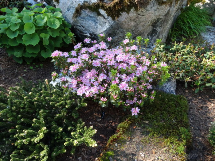 Rhododendron 'Kermesina Rose' med rosa blommor i en trädgård intill andra gröna växter och en sten.