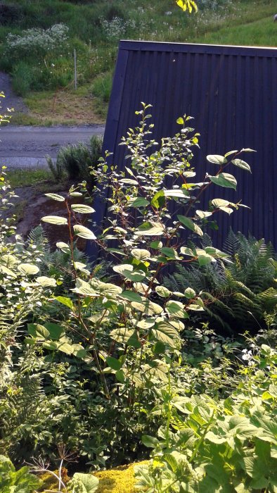 Parkslideväxter som oönskat växer vid en stupkant nära ett garage, med brant terräng i bakgrunden.