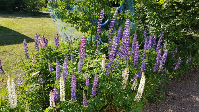 Lupiner i olika nyanser av lila och rosa blommar i en trädgård med gräs och träd i bakgrunden.